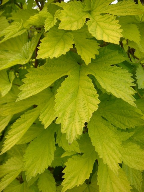 Humulus lupulus 'Aureus' (2)